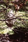 Hornissen-Nest