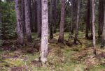 Algonquin Park