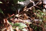 Ein Frosch ... wirklich!